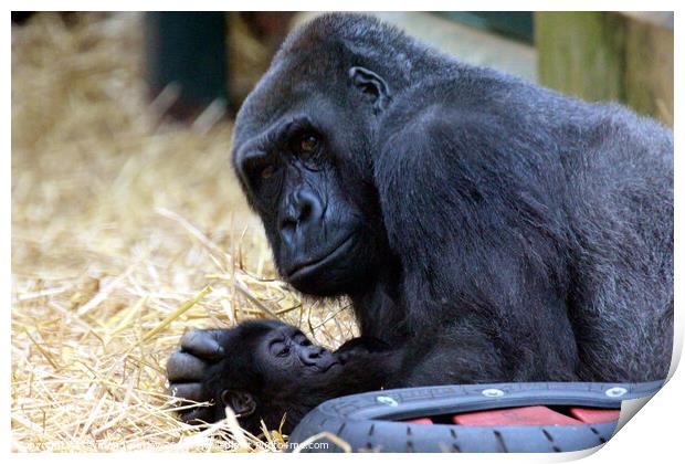 Western Lowland Gorilla with baby. Print by Ray Putley