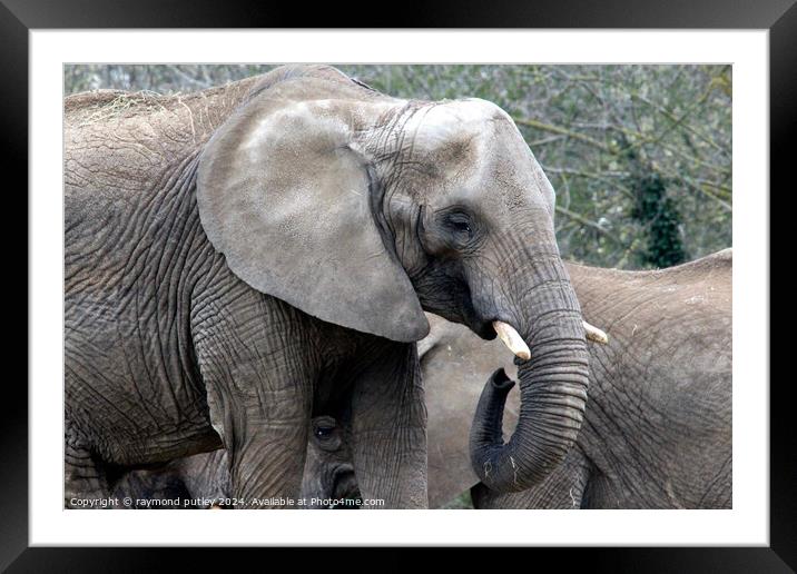 African Elephant Framed Mounted Print by Ray Putley