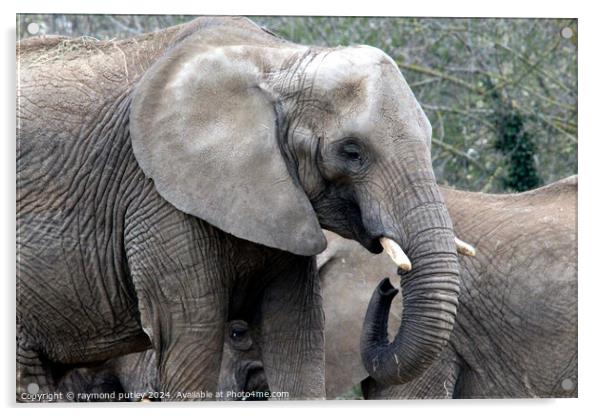 African Elephant Acrylic by Ray Putley