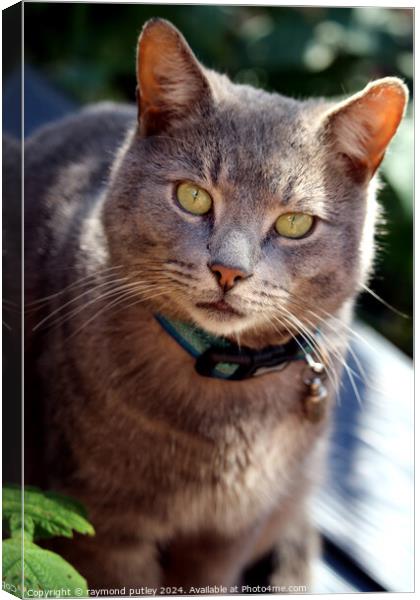 Grey Domestic Cat Canvas Print by Ray Putley