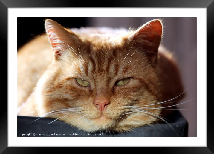 Ginger Cat laying in a plant pot Framed Mounted Print by Ray Putley
