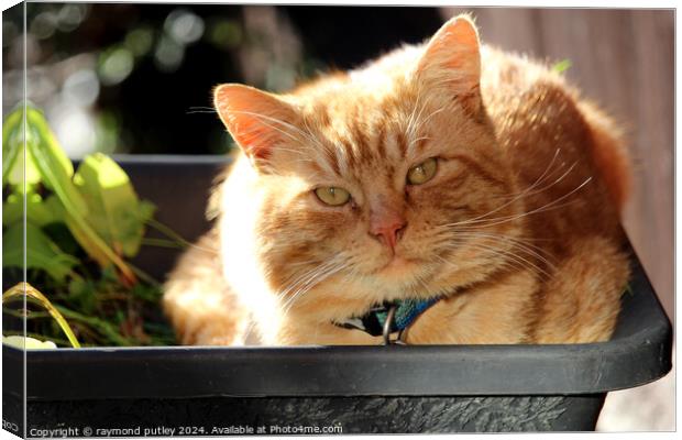 Ginger Cat laying in a plant pot Canvas Print by Ray Putley