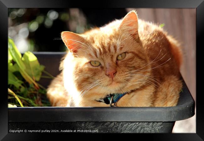 Ginger Cat laying in a plant pot Framed Print by Ray Putley