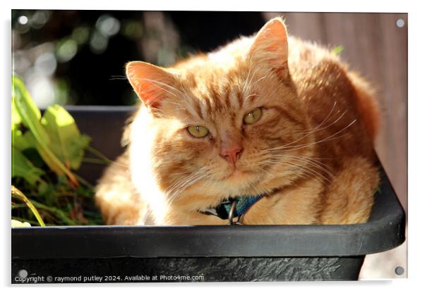 Ginger Cat laying in a plant pot Acrylic by Ray Putley