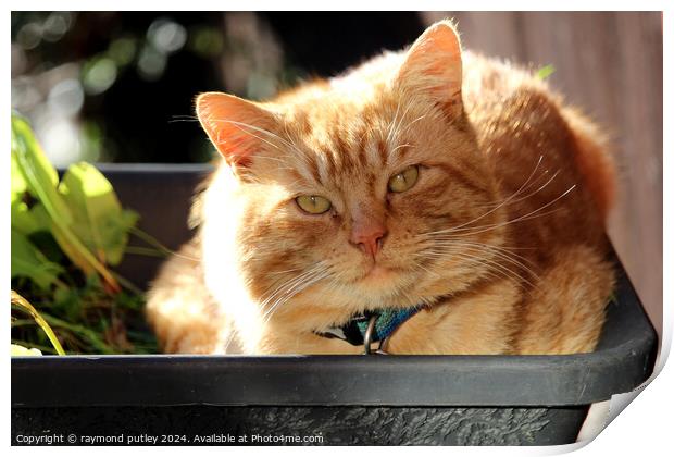 Ginger Cat laying in a plant pot Print by Ray Putley