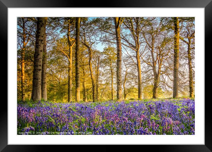 Sunrise in the Bluebell Wood  Framed Mounted Print by Jim Key