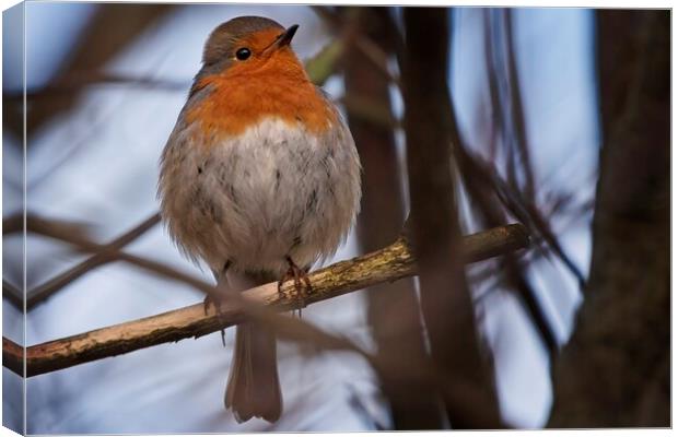 A robin perched on a tree branch Canvas Print by Cecil Owens