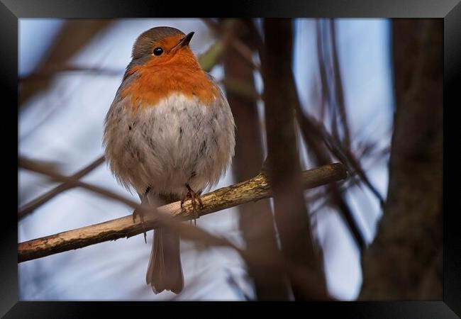 A robin perched on a tree branch Framed Print by Cecil Owens