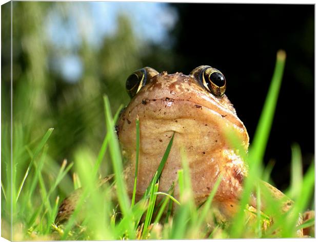 frog Canvas Print by david harding