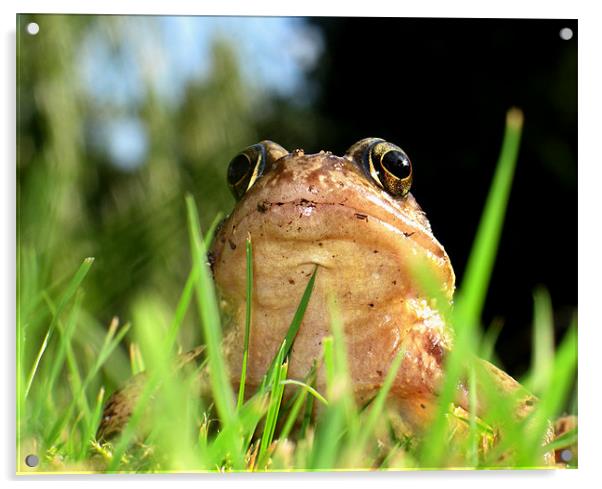 frog Acrylic by david harding