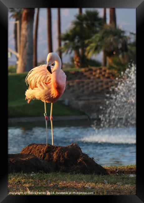 Flamingo Framed Print by Debra Farrey