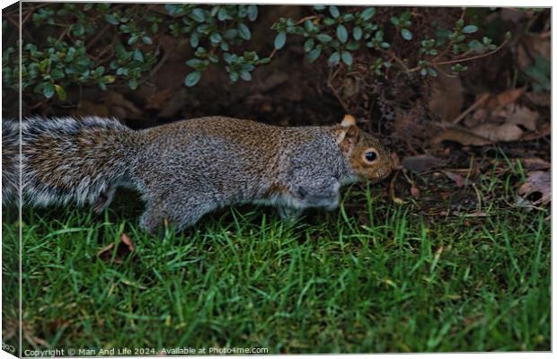 A squirrel standing on grass Canvas Print by Man And Life