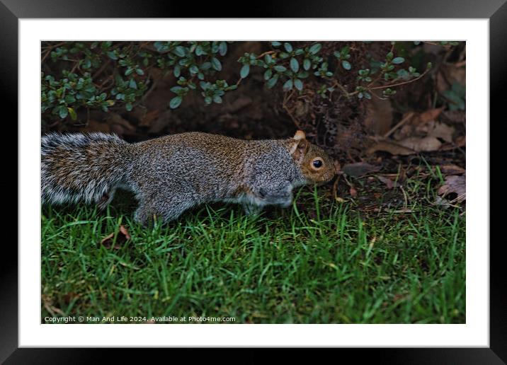 A squirrel standing on grass Framed Mounted Print by Man And Life