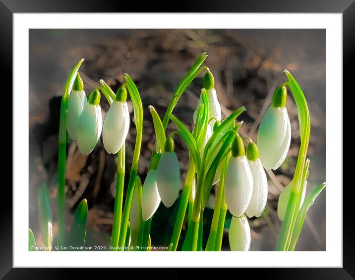 Snowdrops Framed Mounted Print by Ian Donaldson