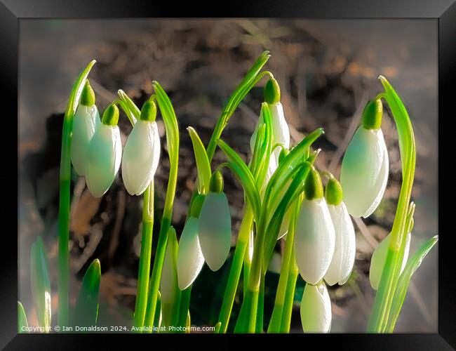 Snowdrops Framed Print by Ian Donaldson