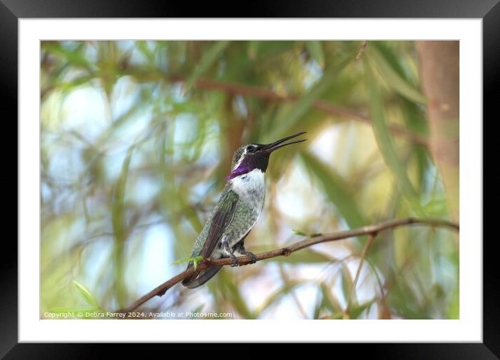 Lil Hummer Framed Mounted Print by Debra Farrey