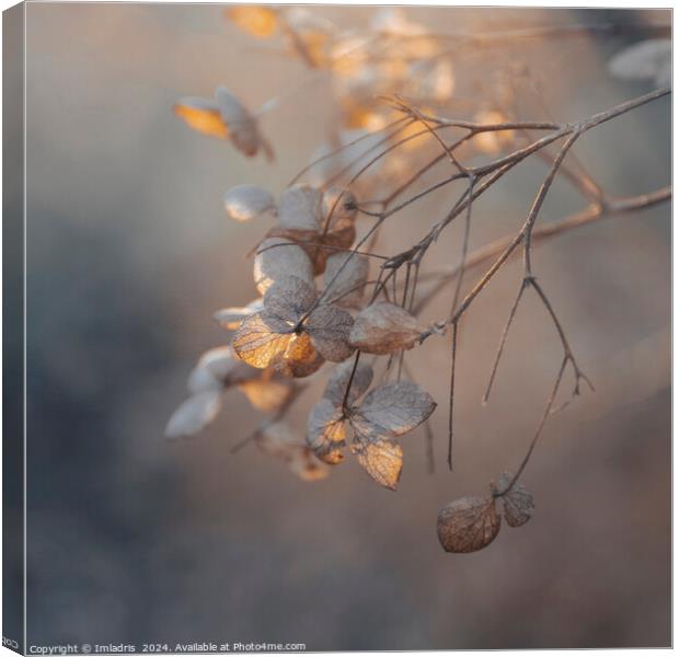 Soft Golden Light Hydrangea Flowers Canvas Print by Imladris 