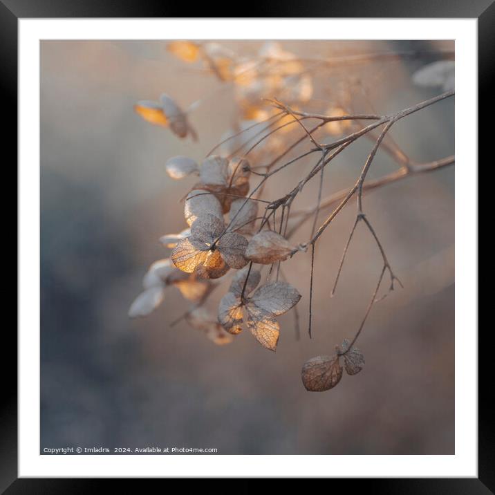 Soft Golden Light Hydrangea Flowers Framed Mounted Print by Imladris 