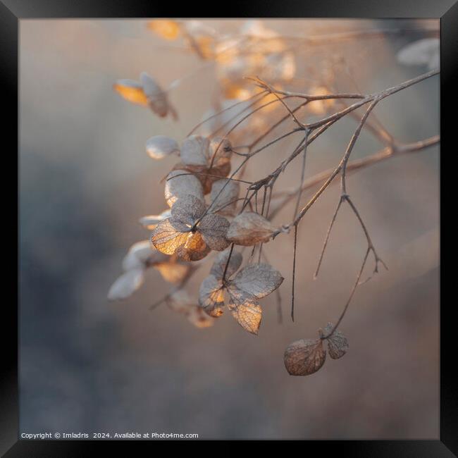 Soft Golden Light Hydrangea Flowers Framed Print by Imladris 