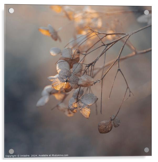Soft Golden Light Hydrangea Flowers Acrylic by Imladris 