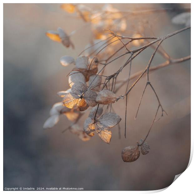 Soft Golden Light Hydrangea Flowers Print by Imladris 