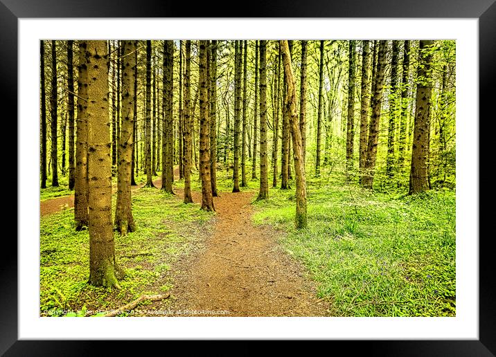 Solitude in the Forest Framed Mounted Print by jim Hamilton