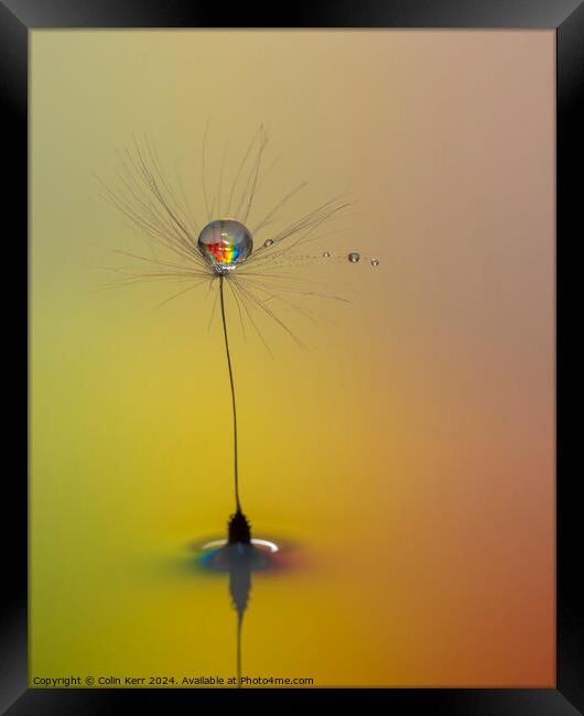 Waterdrops on a Dandelion Framed Print by Colin Kerr