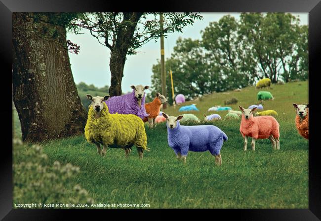 Flock of Colour I Framed Print by Ross McNeillie