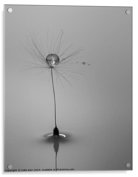 Waterdrops on a Dandelion Acrylic by Colin Kerr