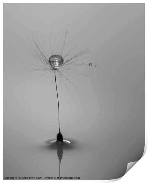 Waterdrops on a Dandelion Print by Colin Kerr