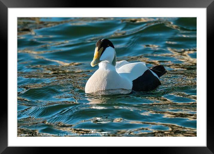 Eider Duck (Male) Framed Mounted Print by Tom McPherson