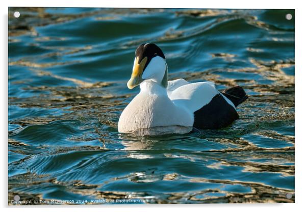 Eider Duck (Male) Acrylic by Tom McPherson