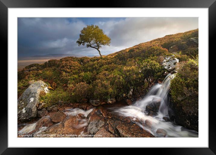 The lone tree of Rannoch moor 1038 Framed Mounted Print by PHILIP CHALK