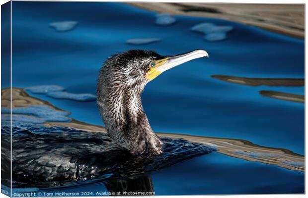 Cormorant Portrait Canvas Print by Tom McPherson