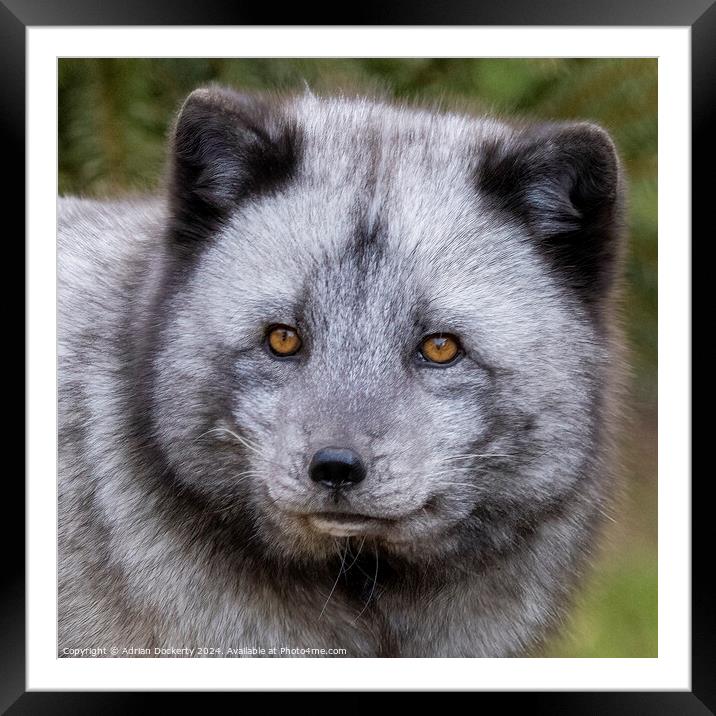 Arctic Fox Framed Mounted Print by Adrian Dockerty