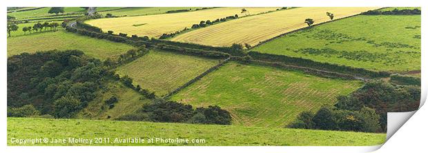 Patchwork of green fields Print by Jane McIlroy