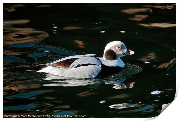 Long-Tailed Duck Print by Tom McPherson