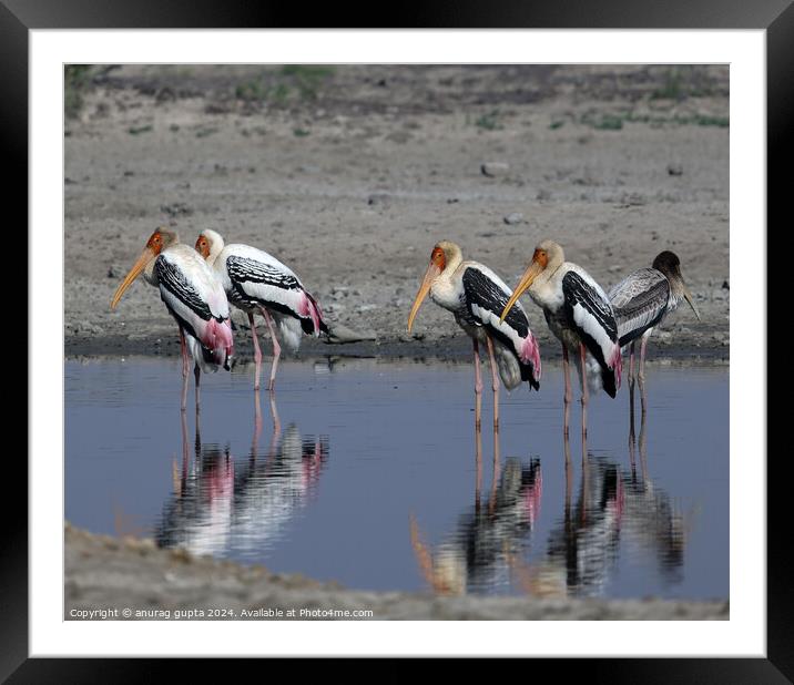 painted storks  Framed Mounted Print by anurag gupta