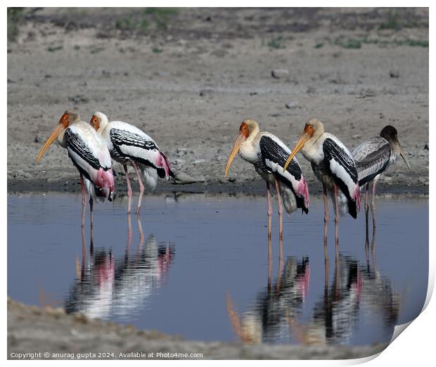 painted storks  Print by anurag gupta