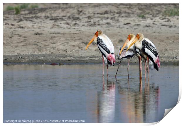 painted storks Print by anurag gupta