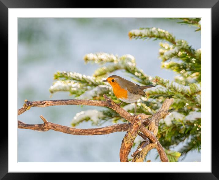 Robin in the Snow. Framed Mounted Print by Colin Allen