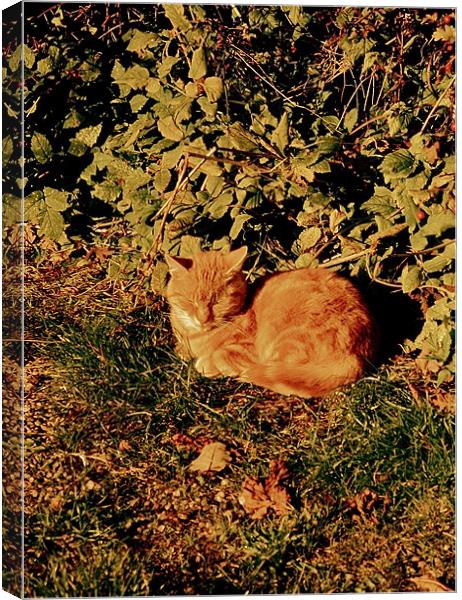 Ginger Cat Nap Canvas Print by Caroline Williams