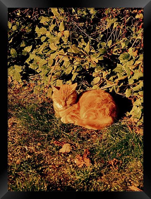 Ginger Cat Nap Framed Print by Caroline Williams