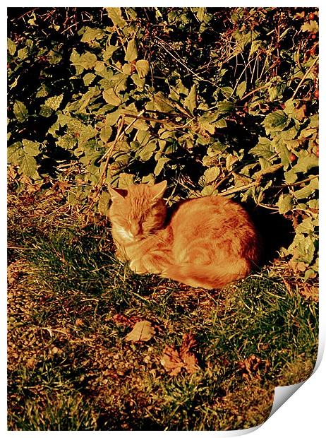 Ginger Cat Nap Print by Caroline Williams