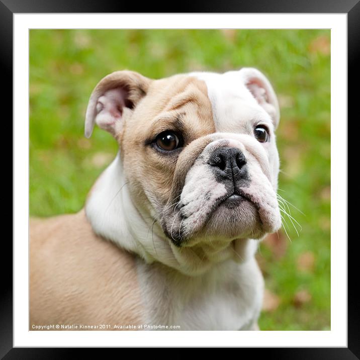 English Bulldog Puppy Framed Mounted Print by Natalie Kinnear