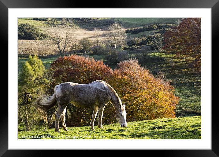 Grazing In The Autumn Sunshine Framed Mounted Print by Lynne Morris (Lswpp)