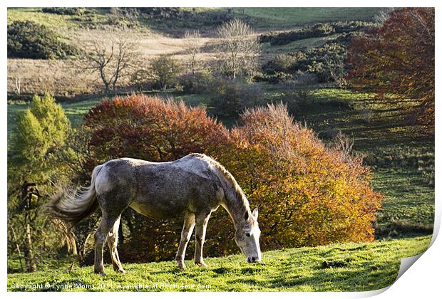 Grazing In The Autumn Sunshine Print by Lynne Morris (Lswpp)