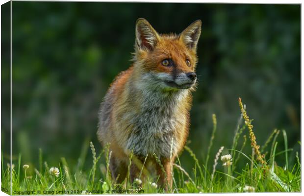 Red Fox Canvas Print by Craig Smith