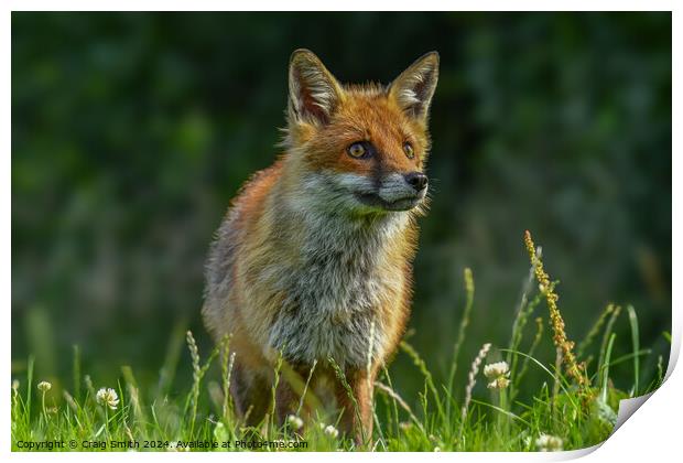 Red Fox Print by Craig Smith