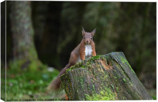 Red Squirrel Canvas Print by Craig Smith